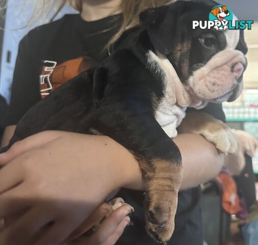 British bulldog puppies