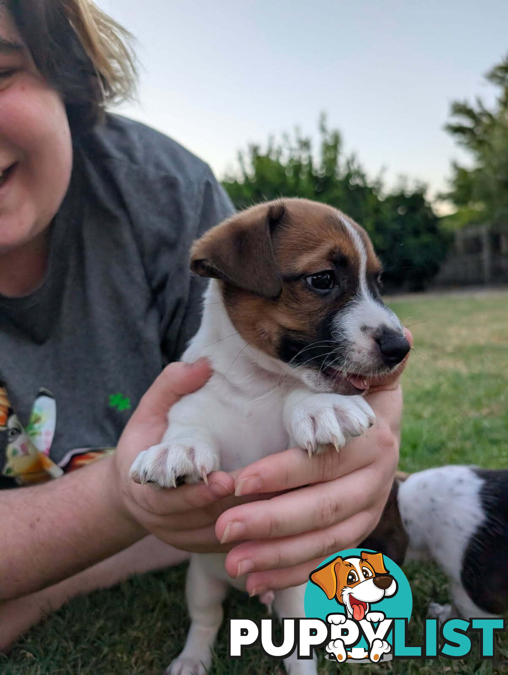 Staffy X fox terrier pups