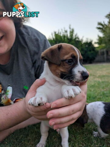 Staffy X fox terrier pups