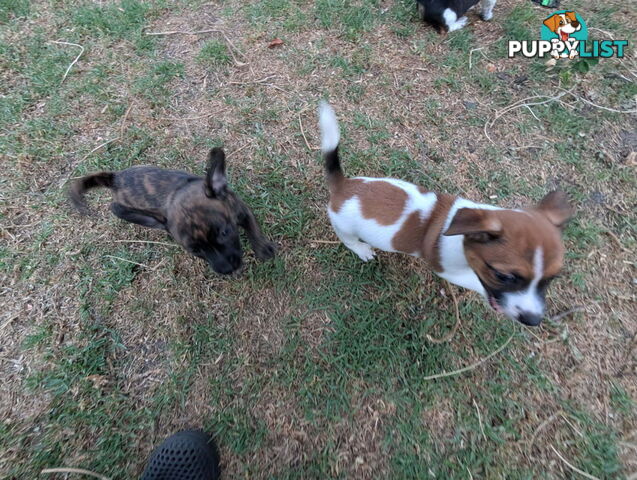 Staffy X fox terrier pups