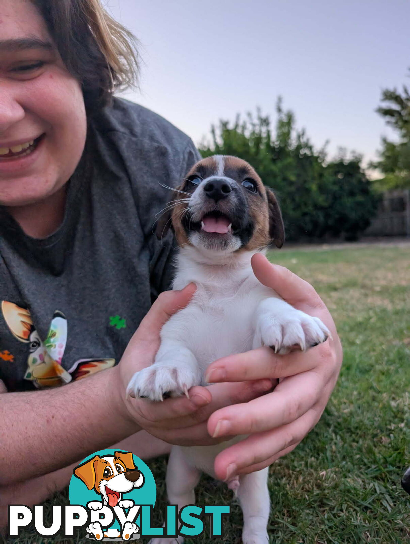 Staffy X fox terrier pups