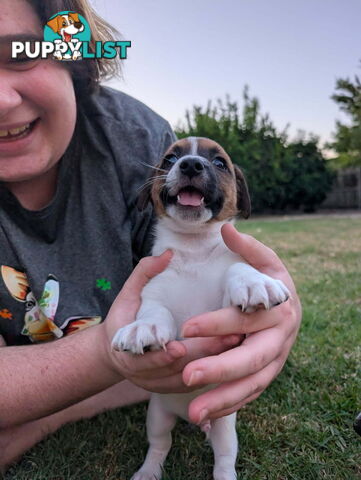 Staffy X fox terrier pups