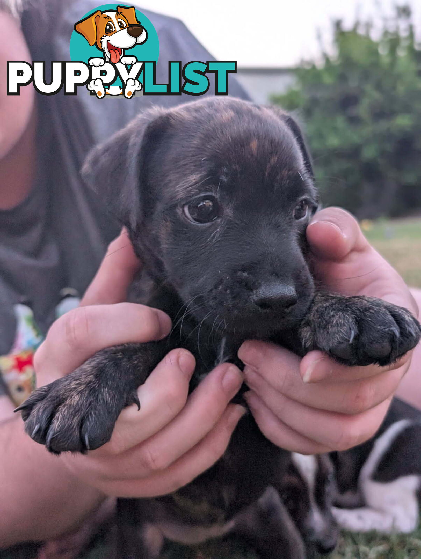 Staffy X fox terrier pups