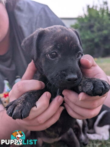 Staffy X fox terrier pups