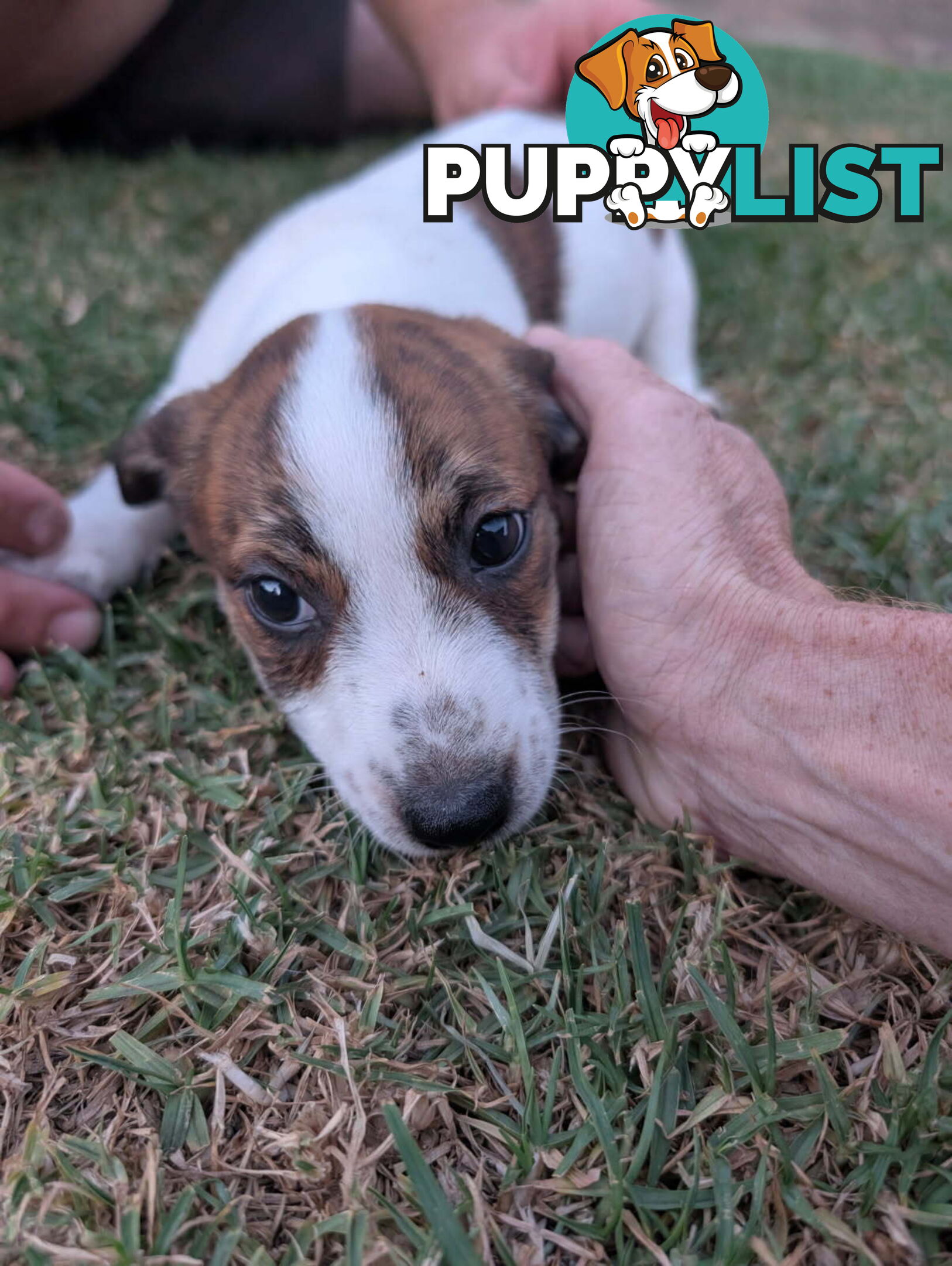 Staffy X fox terrier pups