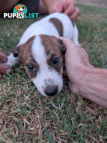 Staffy X fox terrier pups