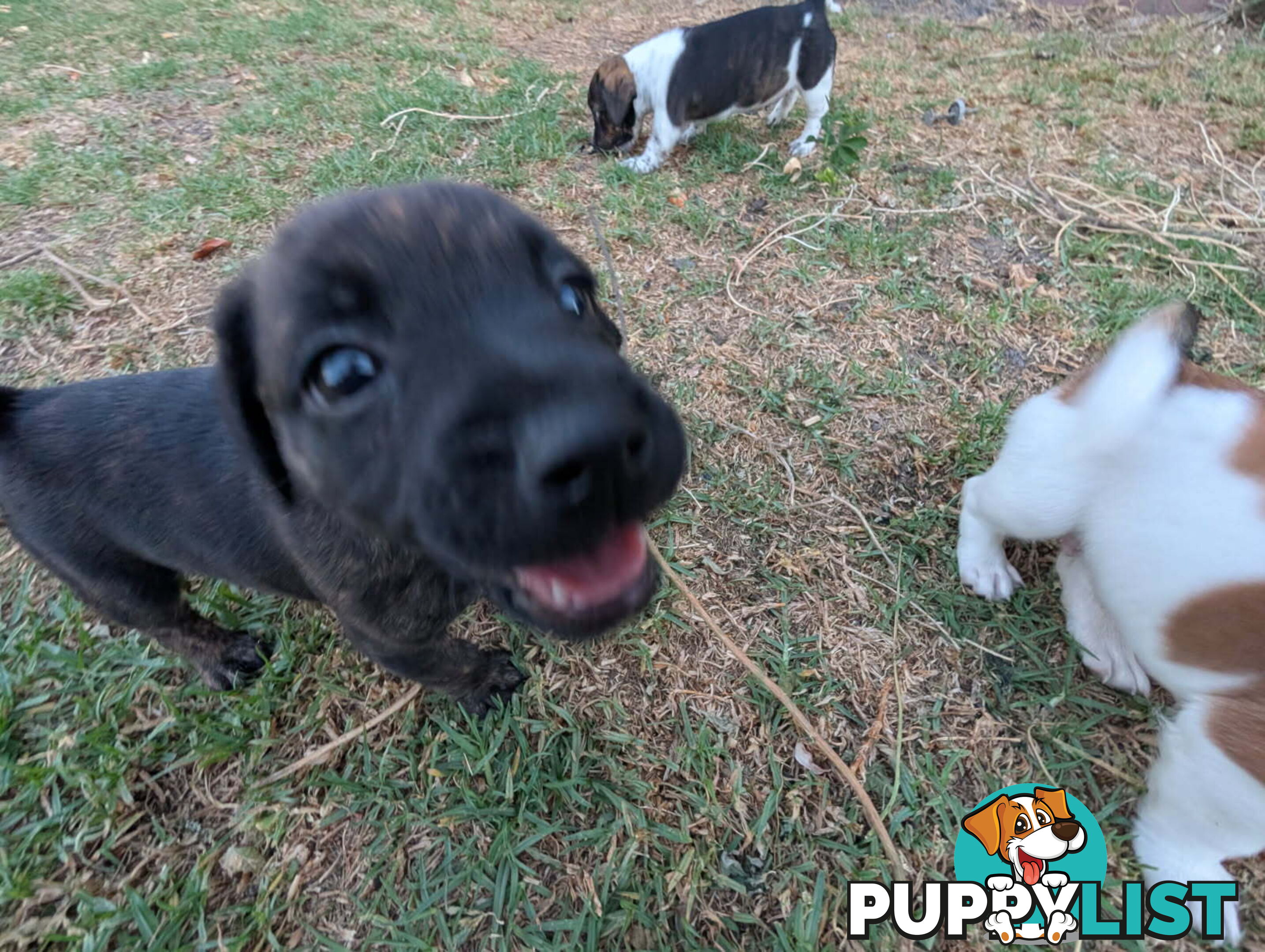 Staffy X fox terrier pups