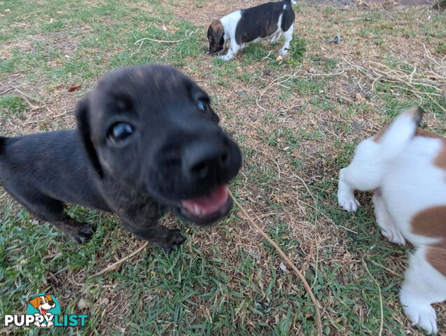 Staffy X fox terrier pups