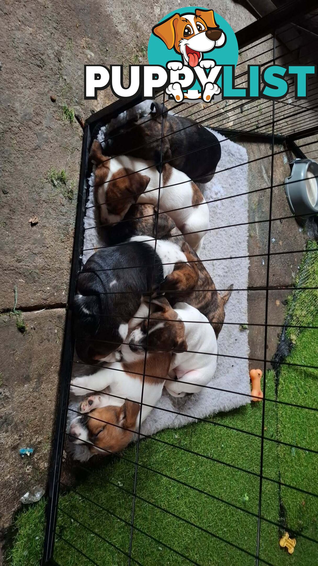 Staffy X fox terrier pups