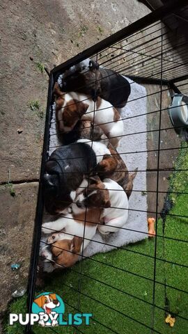 Staffy X fox terrier pups