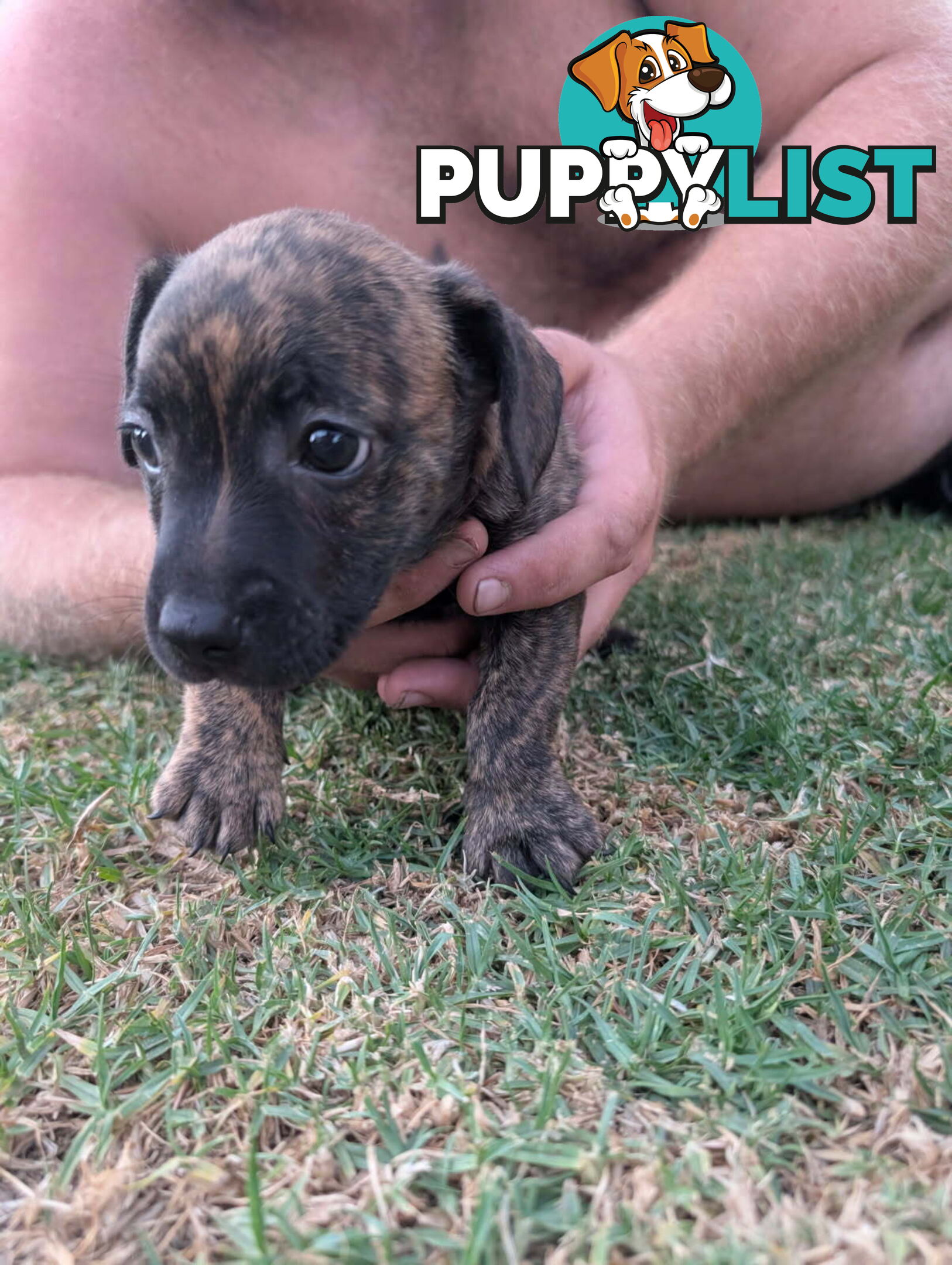 Staffy X fox terrier pups