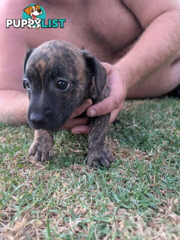 Staffy X fox terrier pups available now