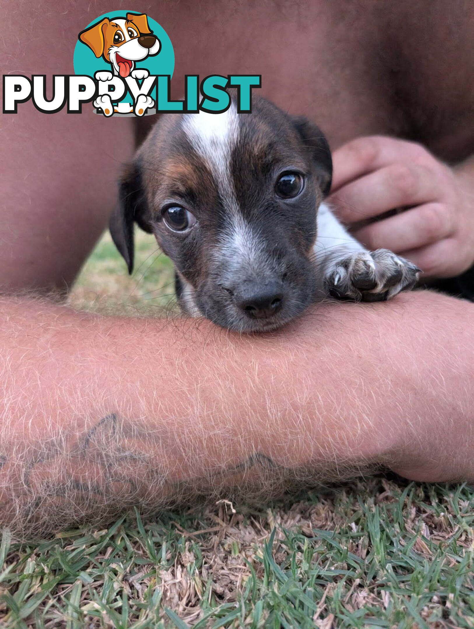 Staffy X fox terrier pups