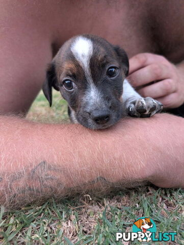 Staffy X fox terrier pups