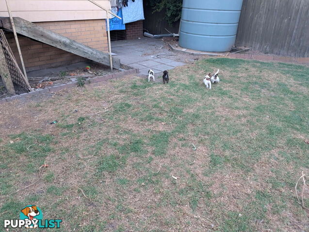 Staffy X fox terrier pups