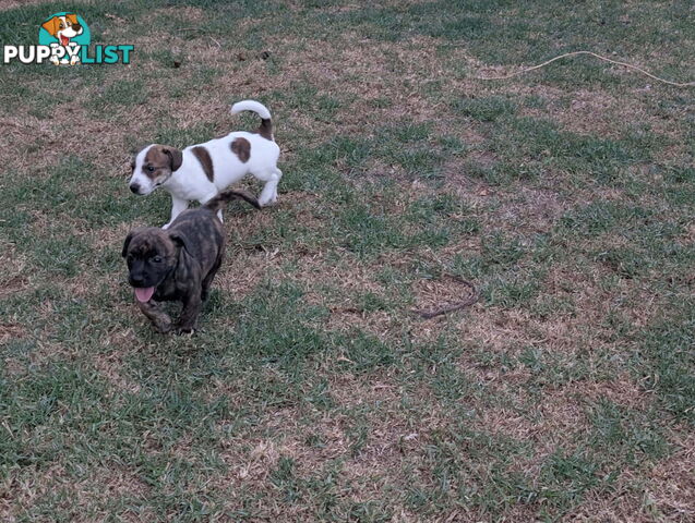 Staffy X fox terrier pups