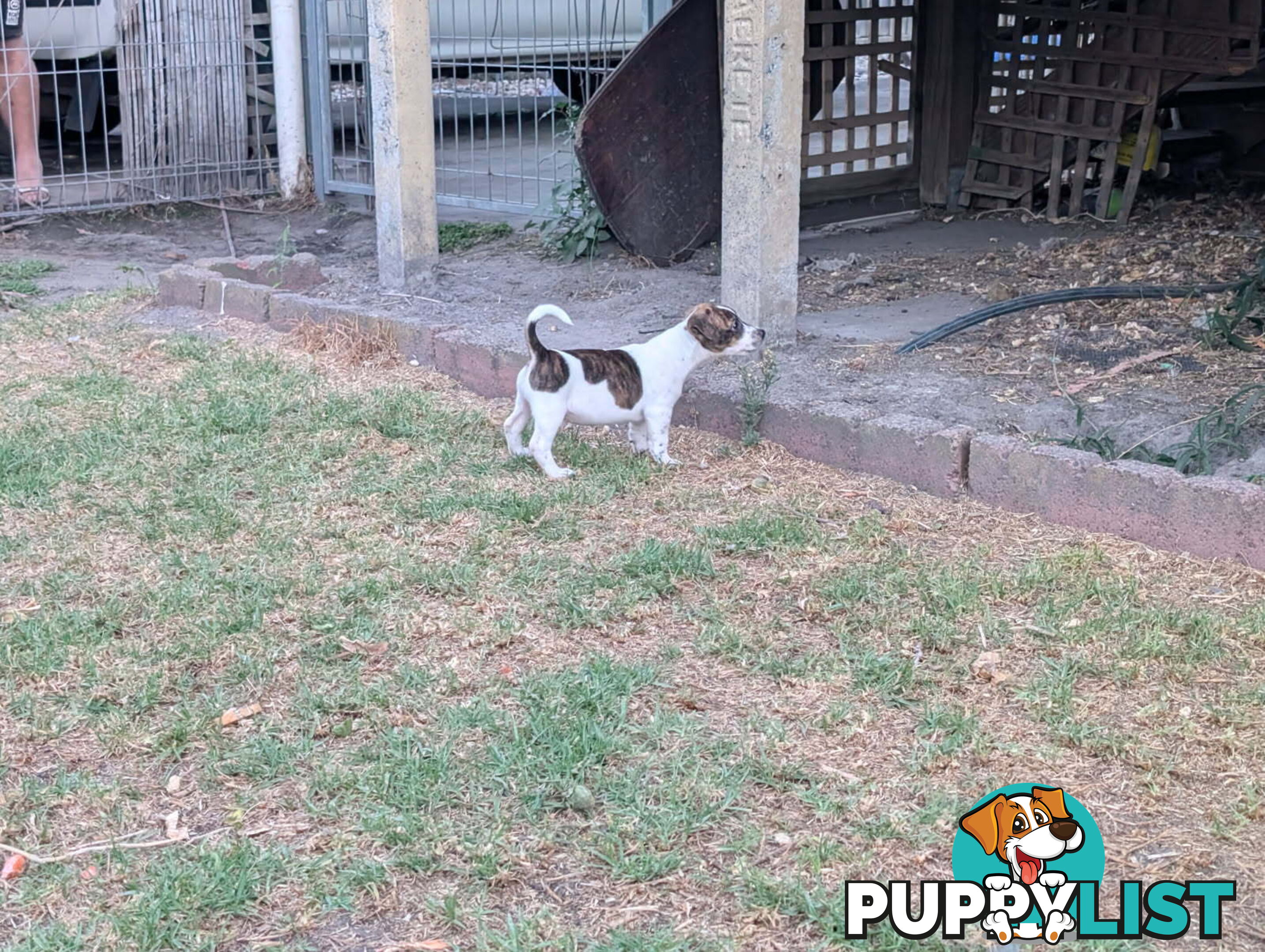 Staffy X fox terrier pups