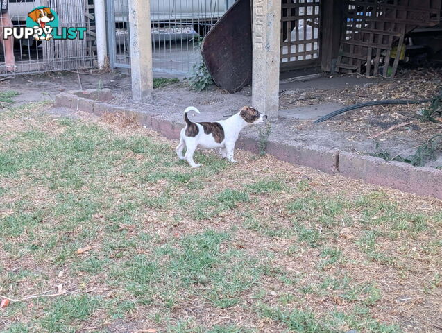 Staffy X fox terrier pups