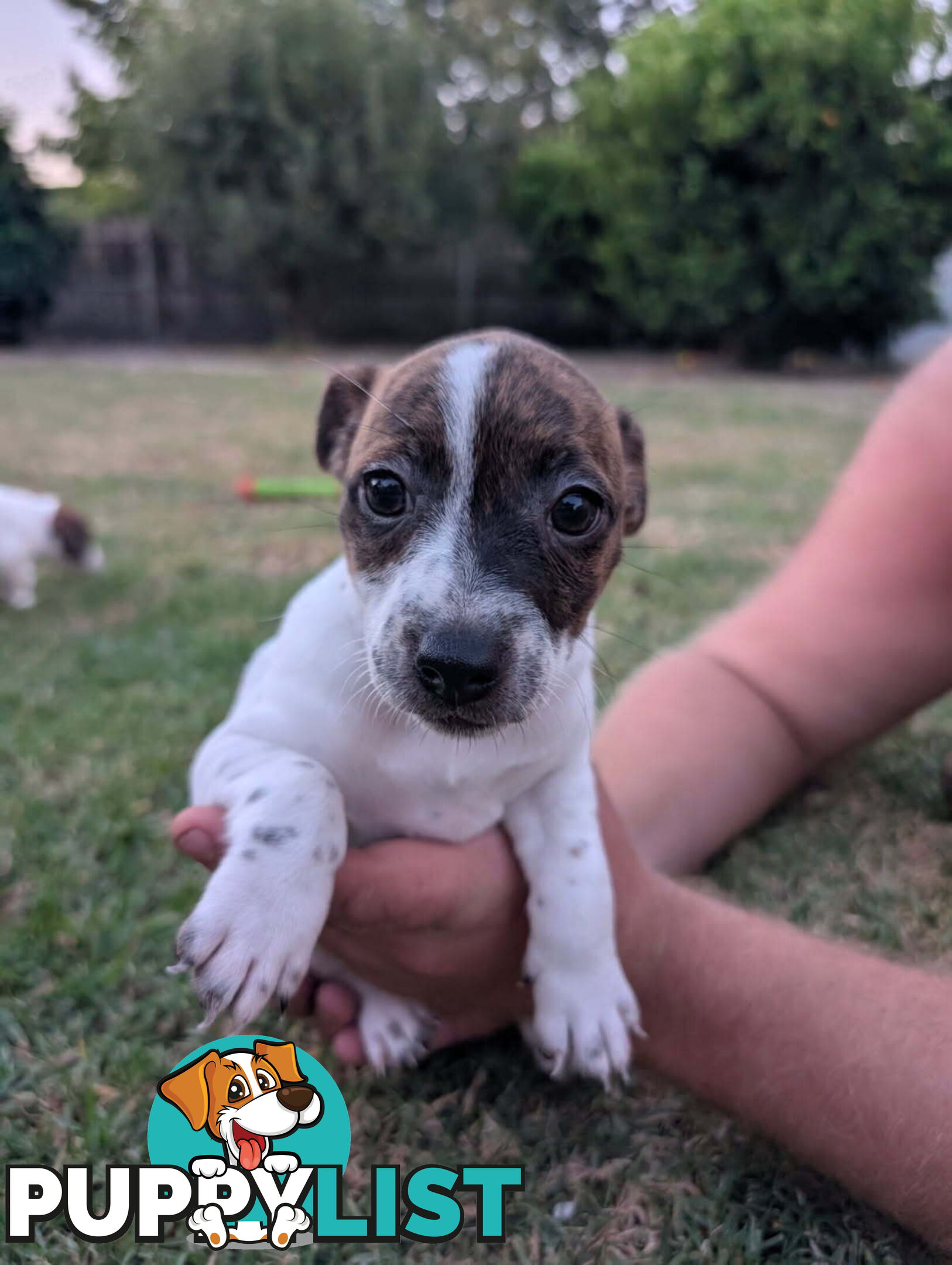 Staffy X fox terrier pups