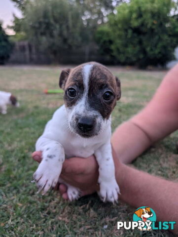 Staffy X fox terrier pups