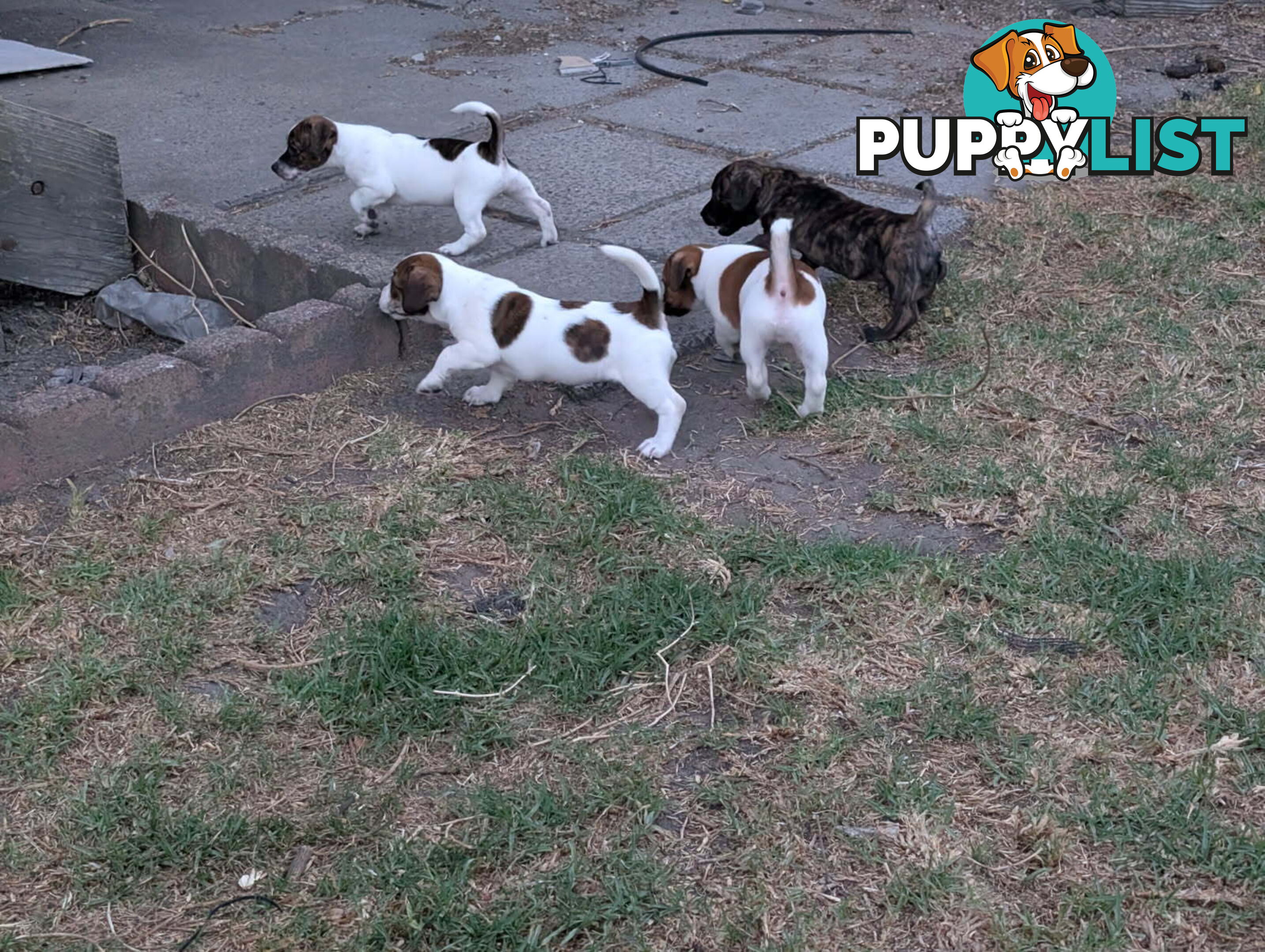 Staffy X fox terrier pups