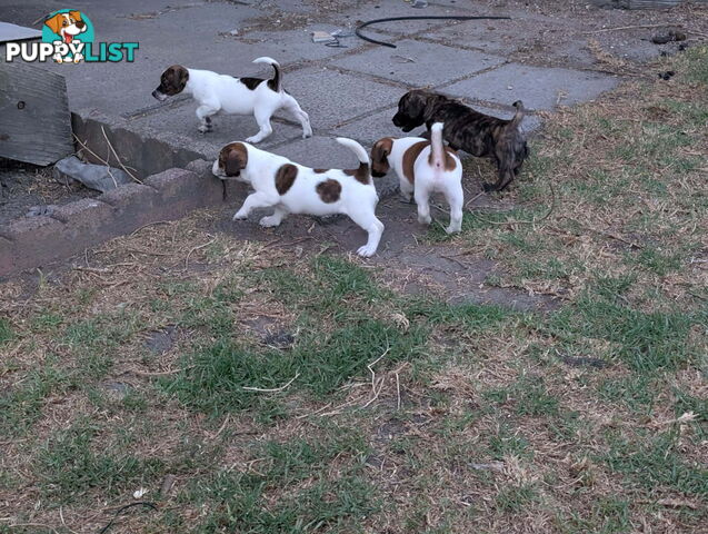 Staffy X fox terrier pups