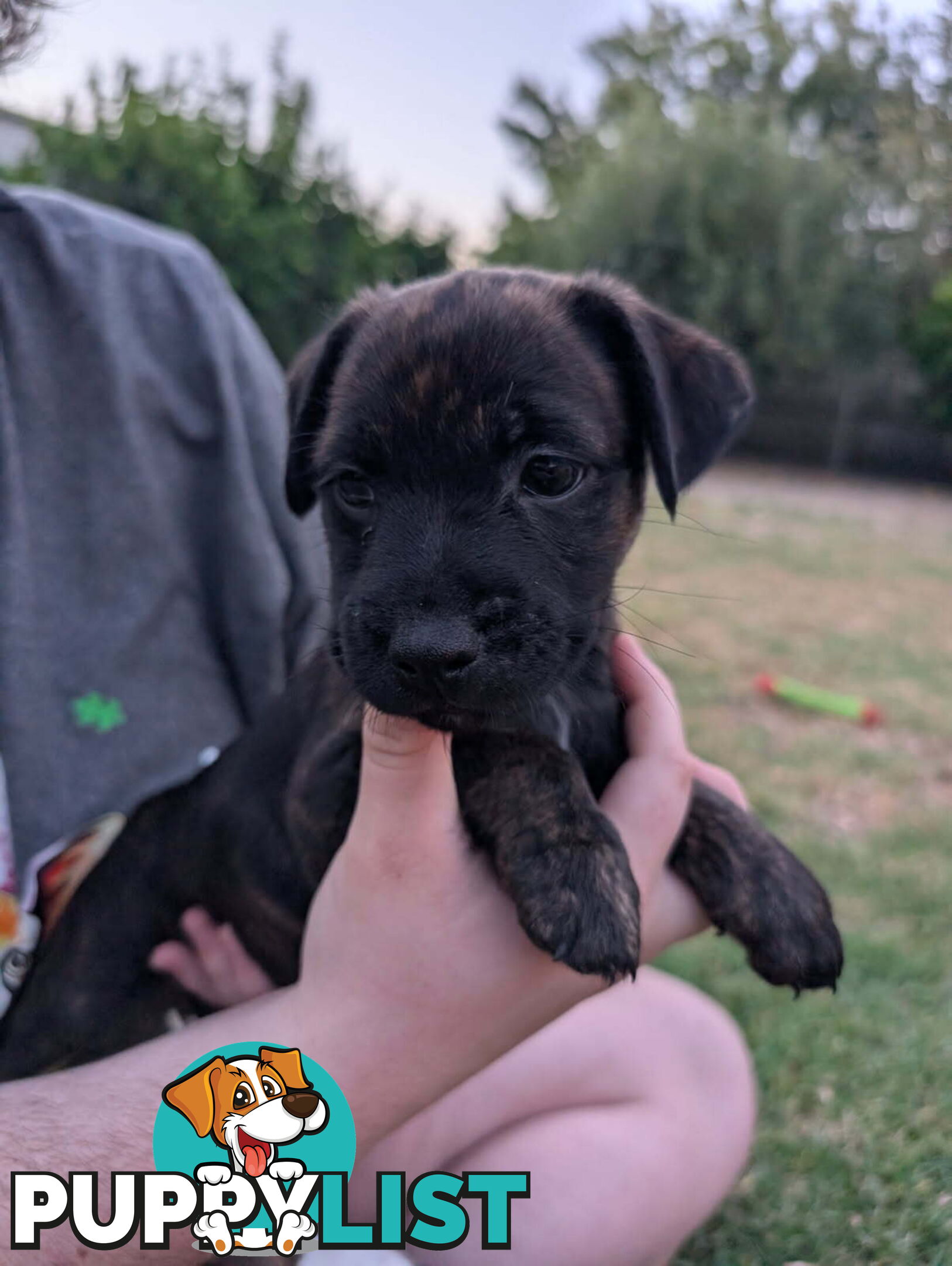 Staffy X fox terrier pups