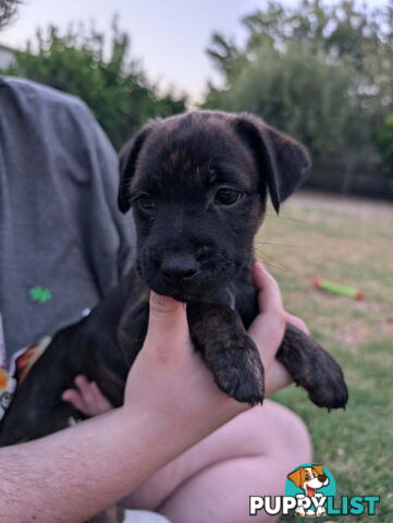 Staffy X fox terrier pups