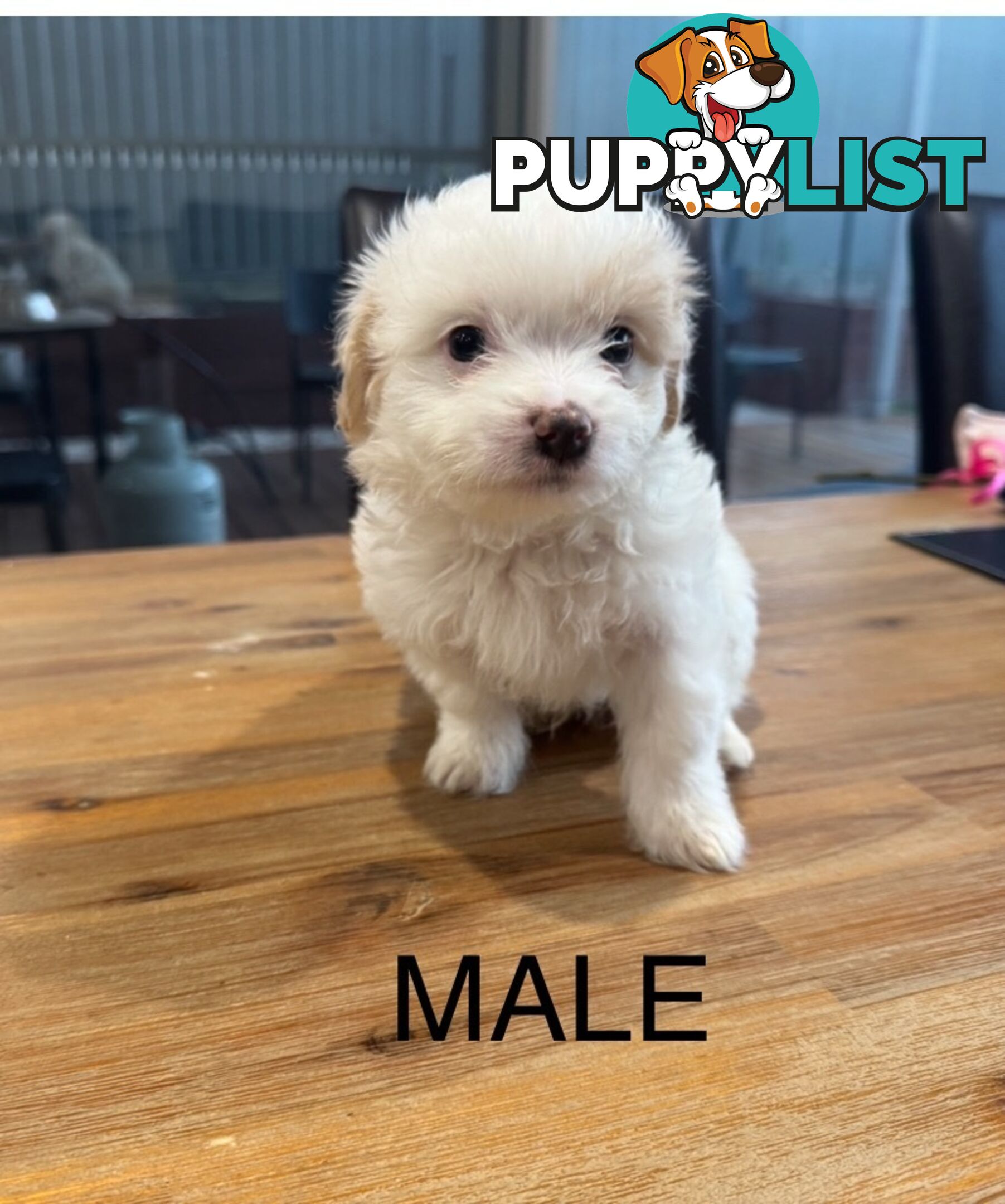 Maltese x Shihtzu