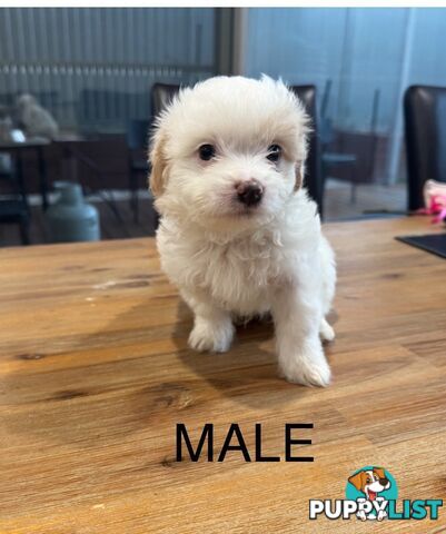 Maltese x Shihtzu