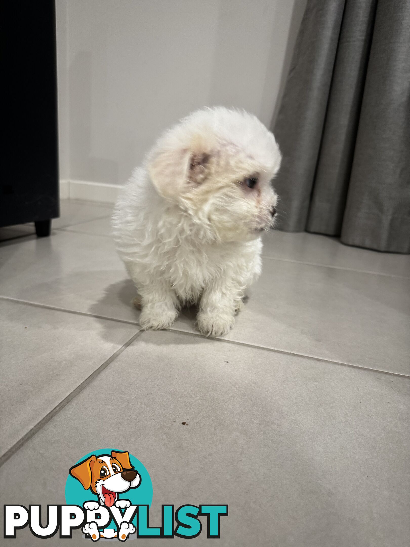 Maltese x Shihtzu
