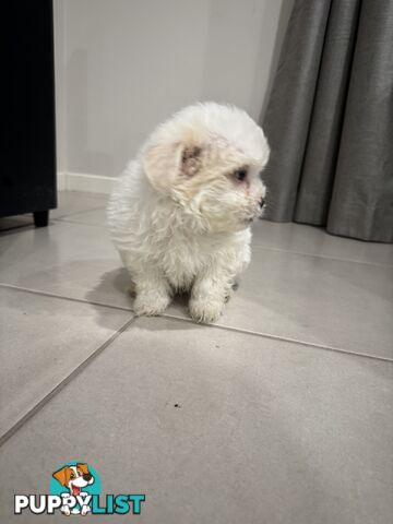 Maltese x Shihtzu
