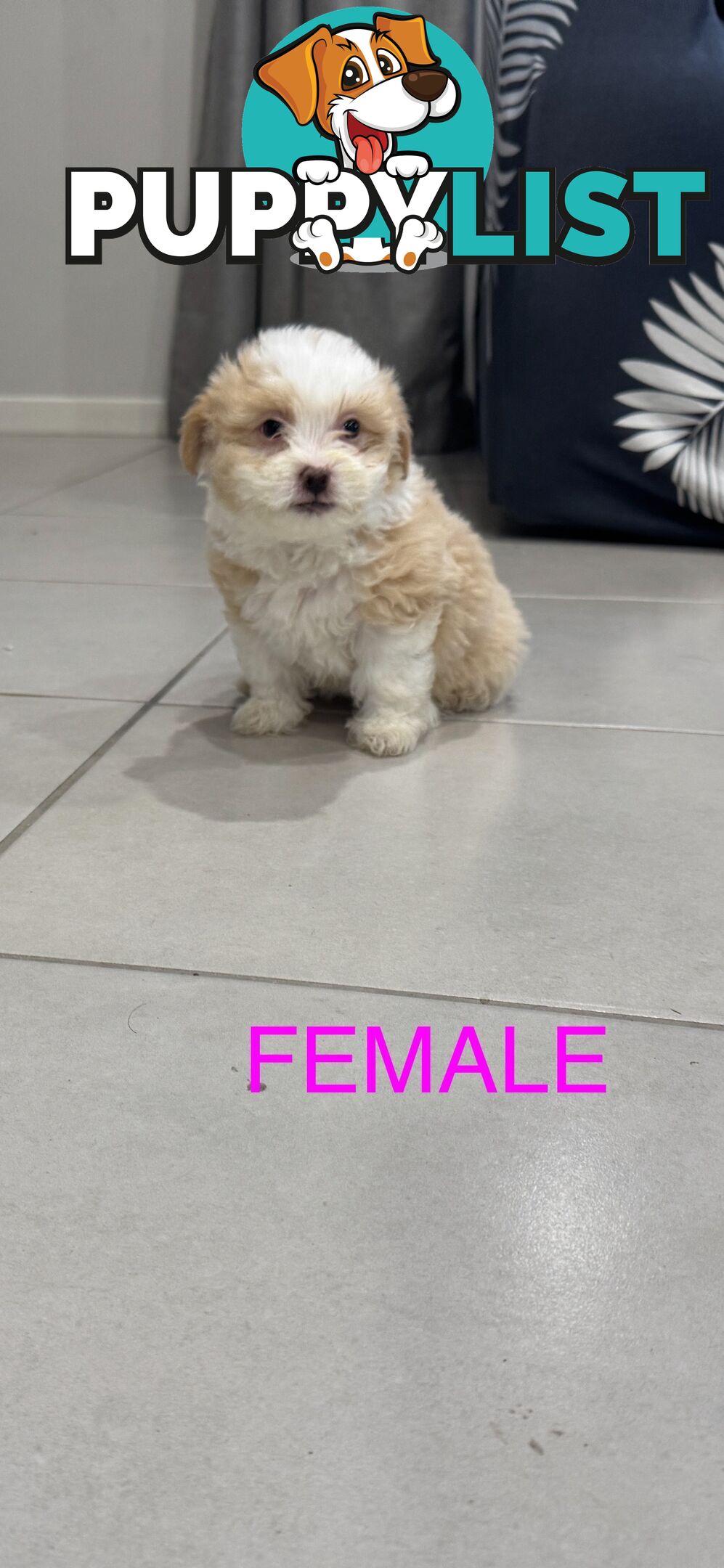 Maltese x Shihtzu