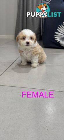 Maltese x Shihtzu