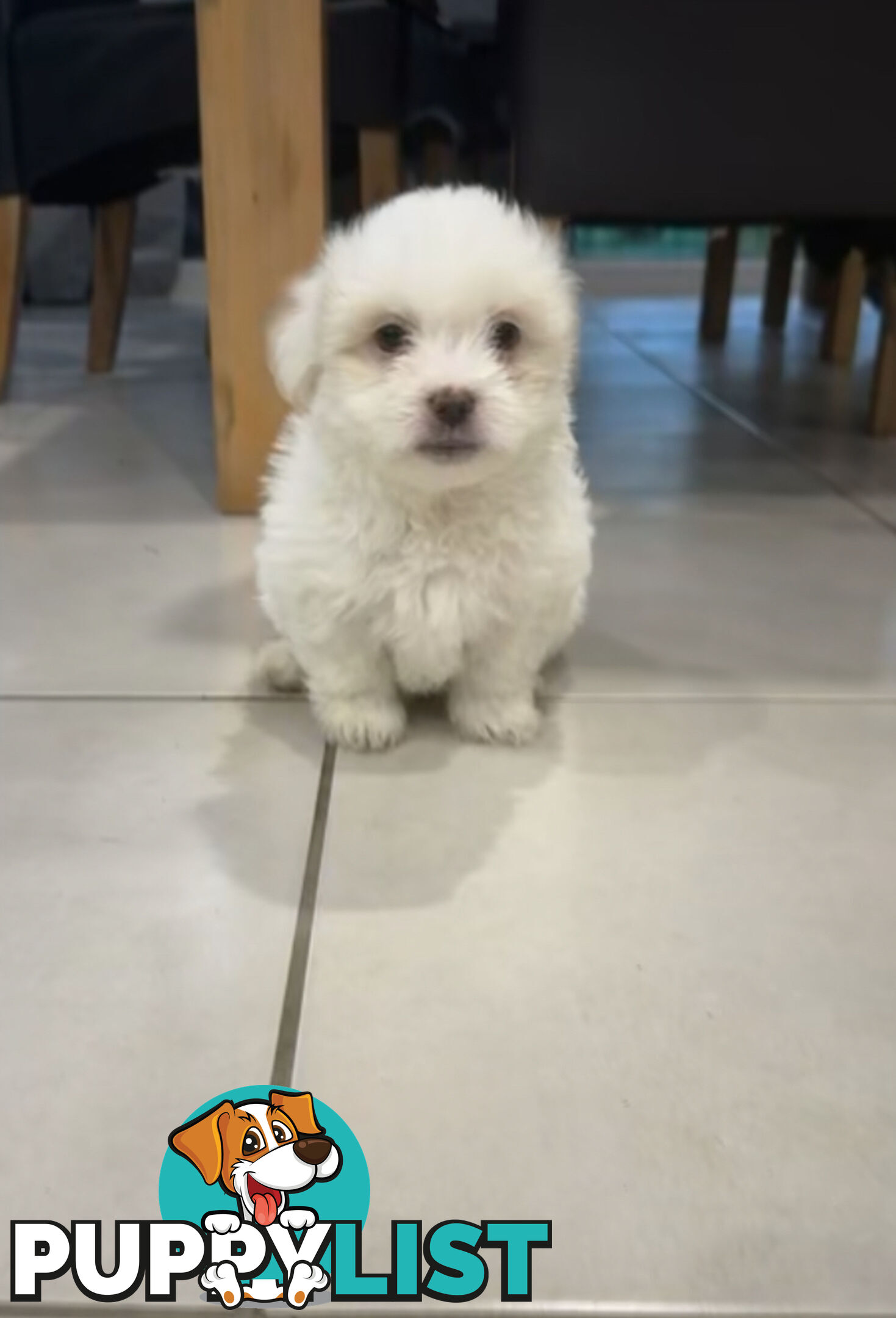Maltese x Shihtzu