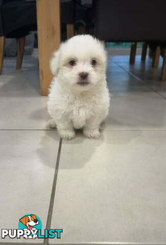 Maltese x Shihtzu