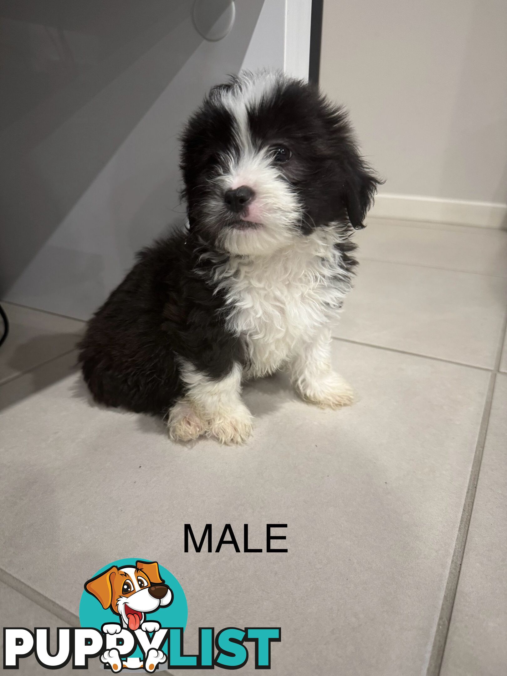 Maltese x Shihtzu