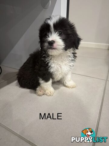 Maltese x Shihtzu