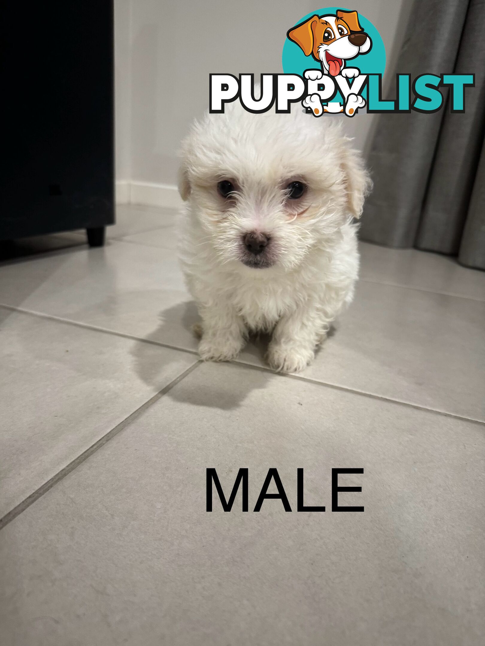 Maltese x Shihtzu