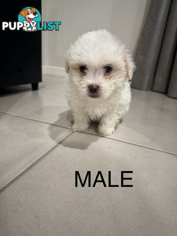 Maltese x Shihtzu