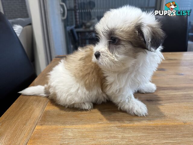 Maltese x Shihtzu