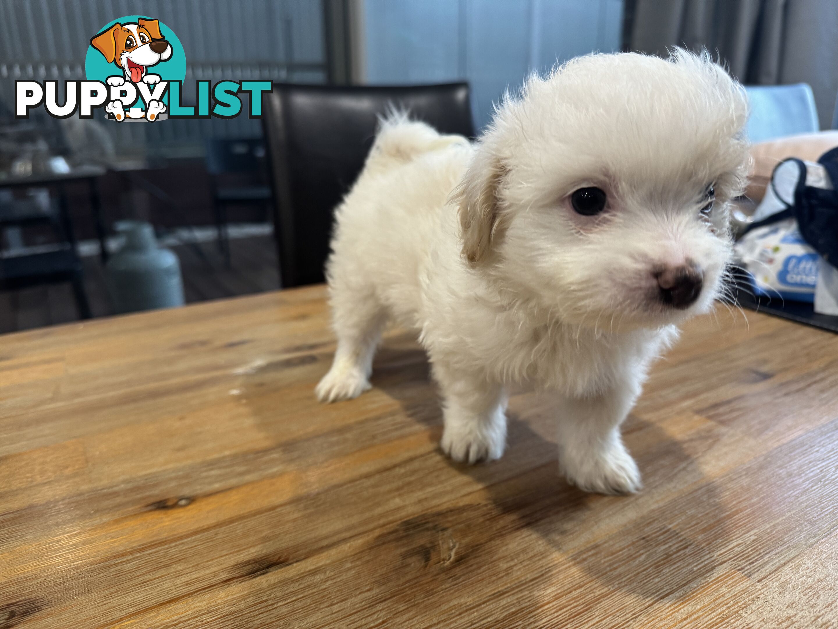 Maltese x Shihtzu