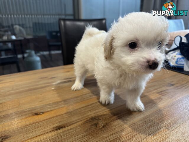 Maltese x Shihtzu