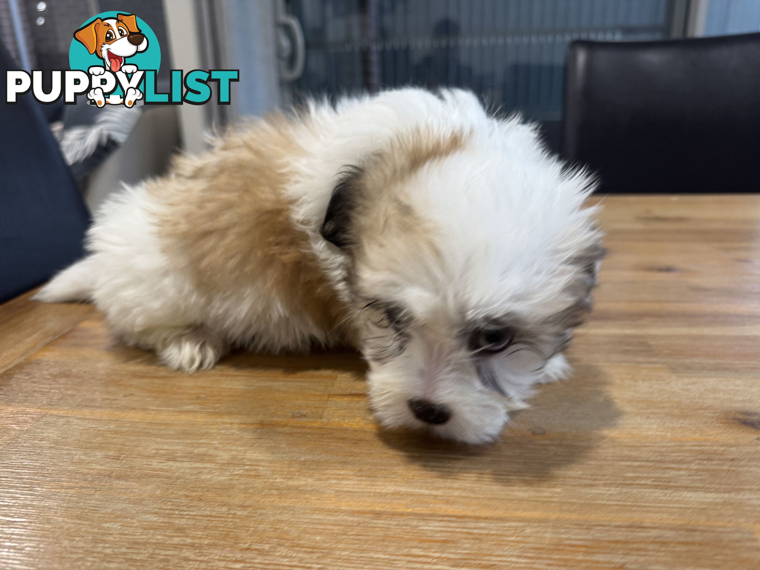 Maltese x Shihtzu