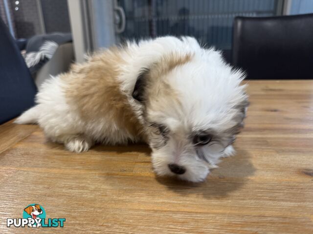 Maltese x Shihtzu