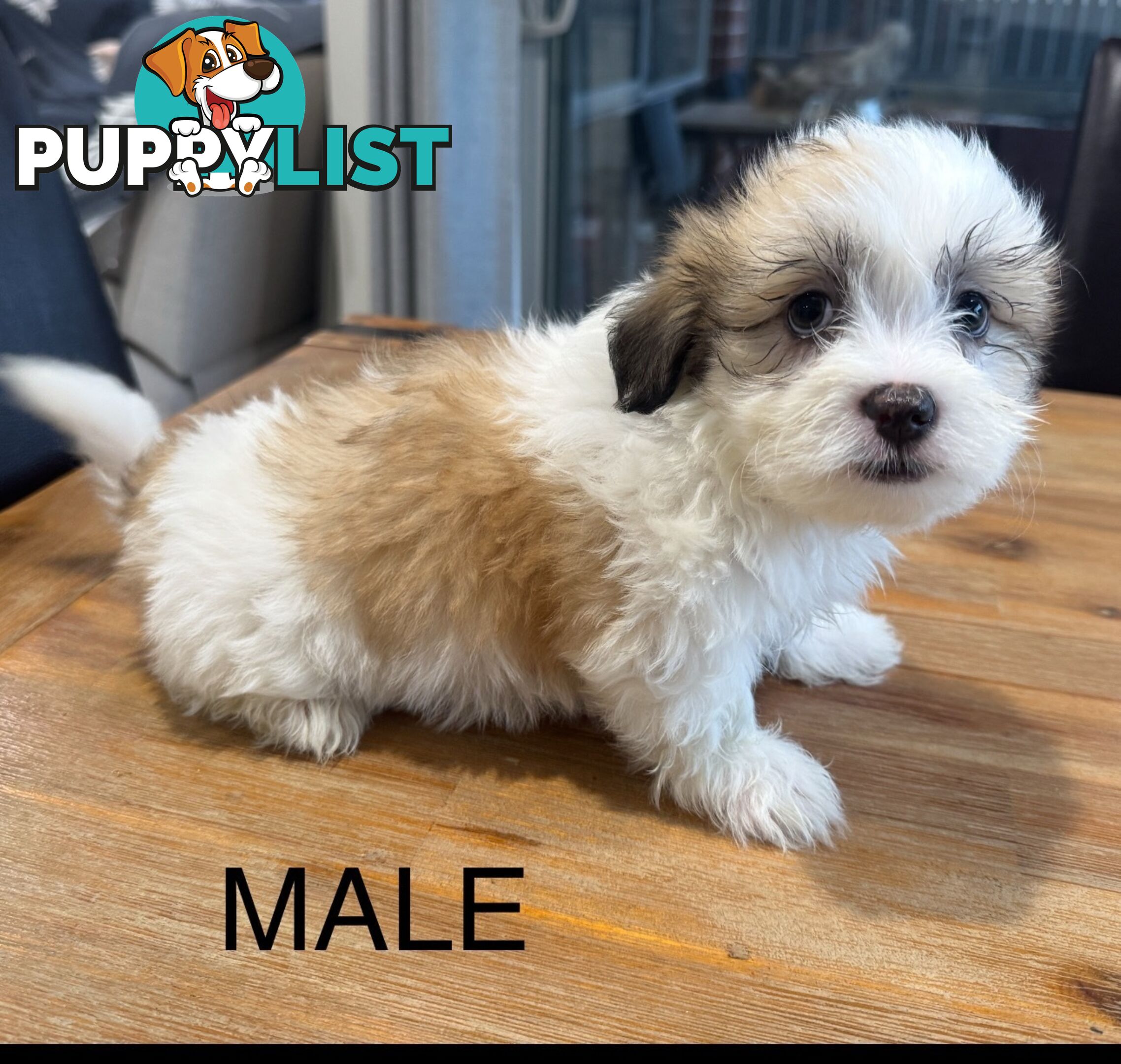 Maltese x Shihtzu