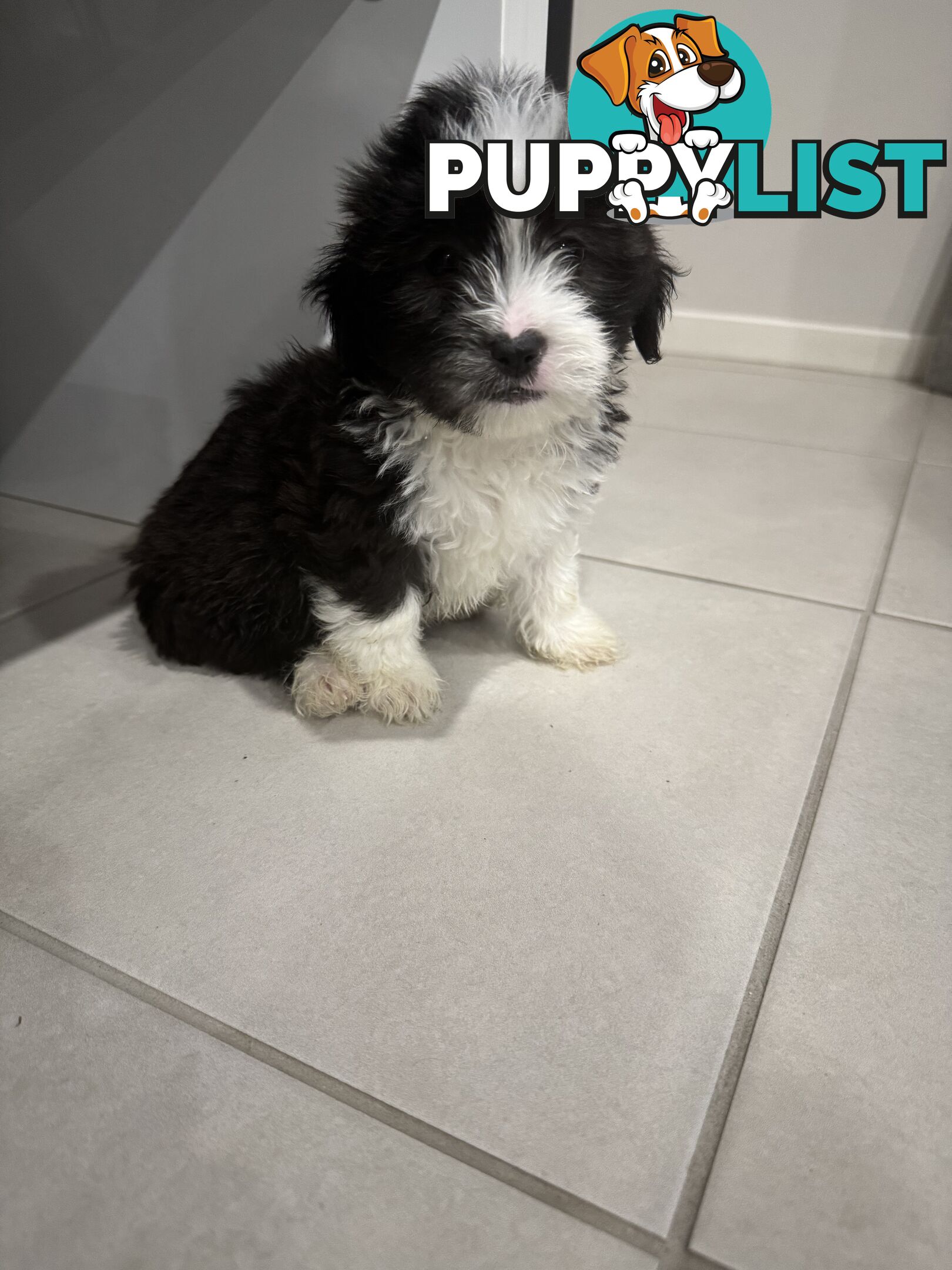 Maltese x Shihtzu