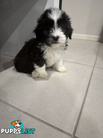 Maltese x Shihtzu