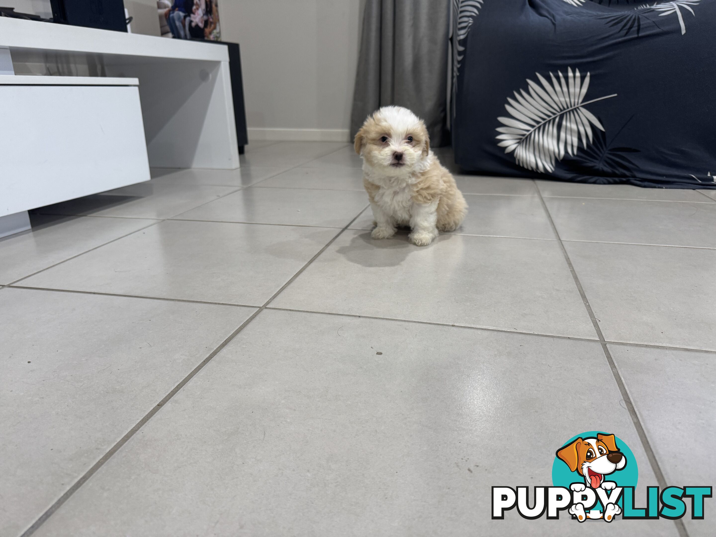 Maltese x Shihtzu