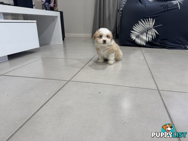 Maltese x Shihtzu